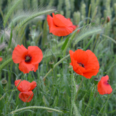 Wildflower Field Poppy